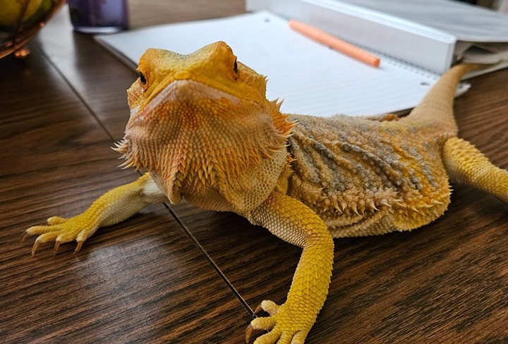 Charzard Bearded Dragon