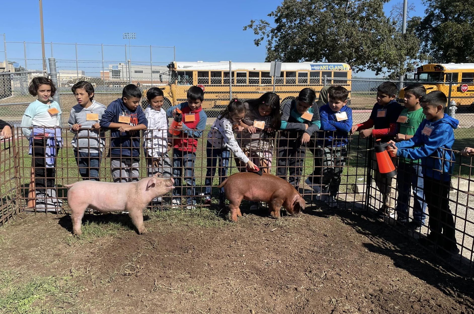 Franklin students look at pigs