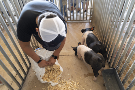 Burbank agriculture student feeds pig