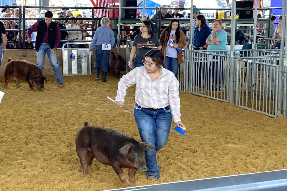 Burbank agriculture student at Bexar County Jr Livestock