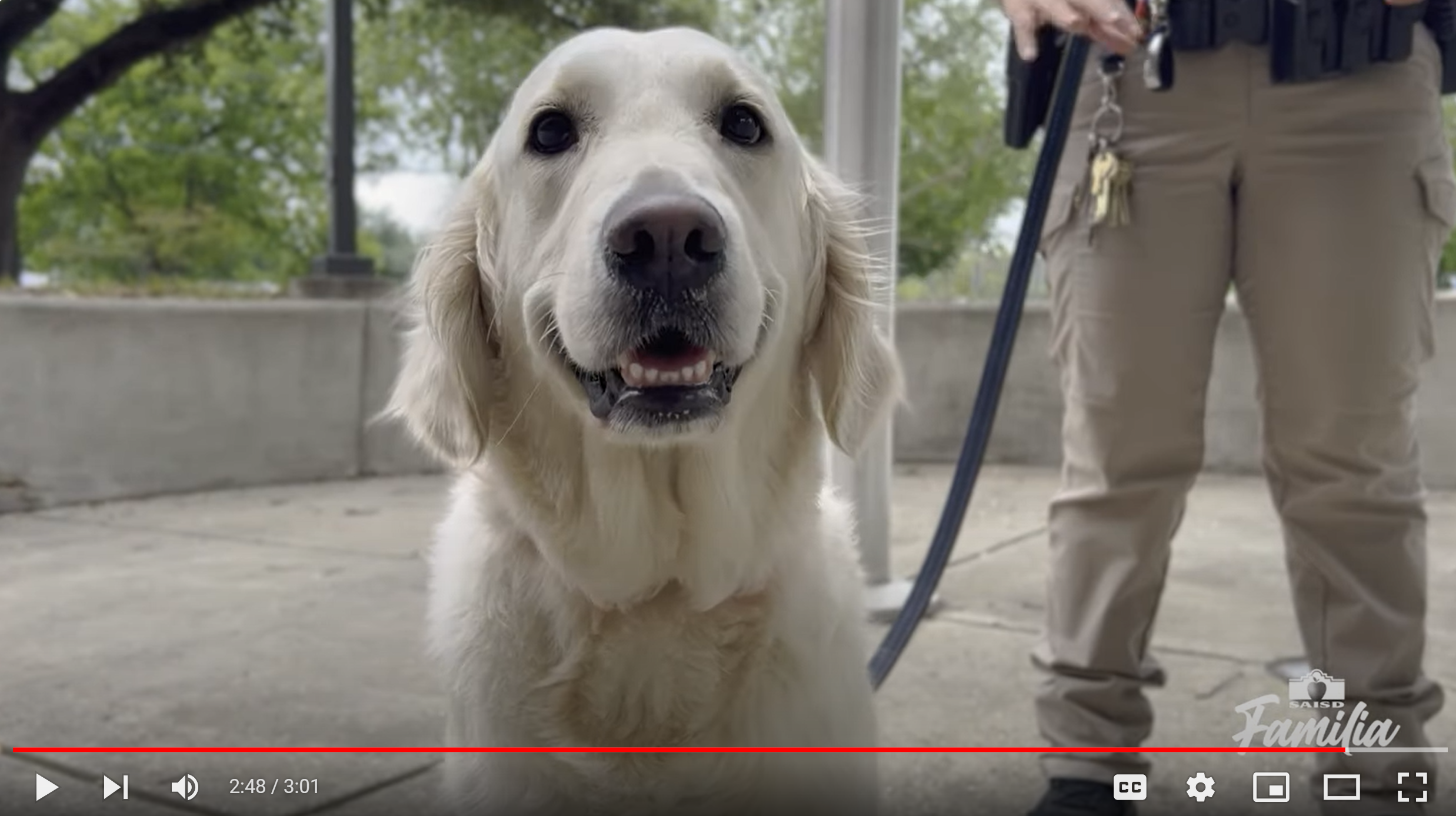 Therapy dog